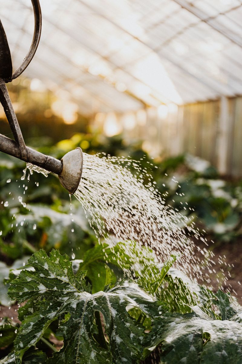 Feed Plants Lightly To Extend Late Production Feed Plants Lightly To Extend Late Production