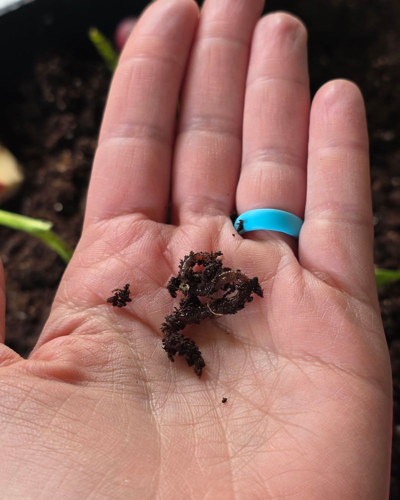 Feed Small Amounts To A Worm Bin