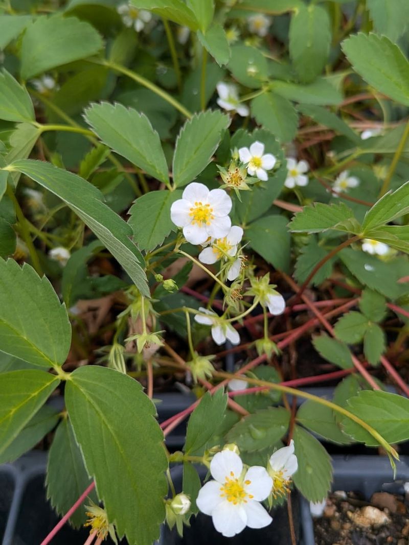 Feed Spring Pollinators With Flowers Feed Spring Pollinators With Flowers