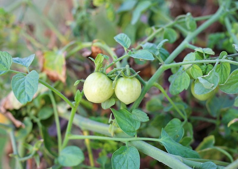 Feed The Fruit Instead Of The Foliage