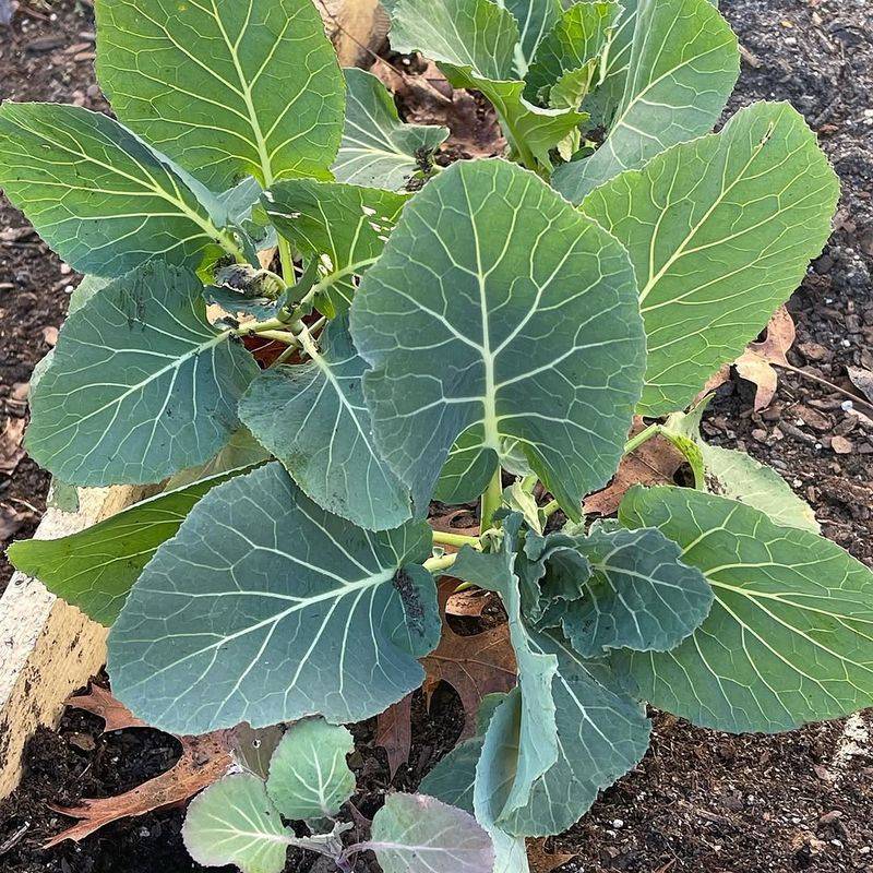 Feed With Extra Nitrogen After Plants Settle
