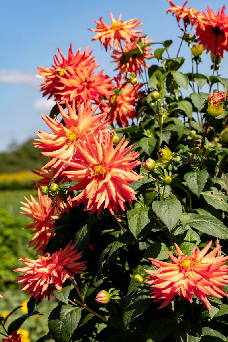 Feed With Low-Nitrogen Fertilizer For Continued Blooms