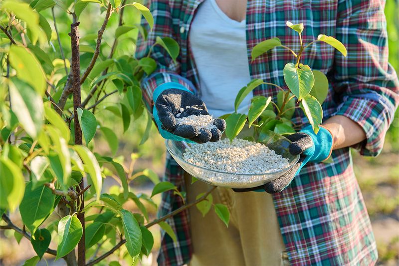 Feed Young Trees Differently From Mature Ones
