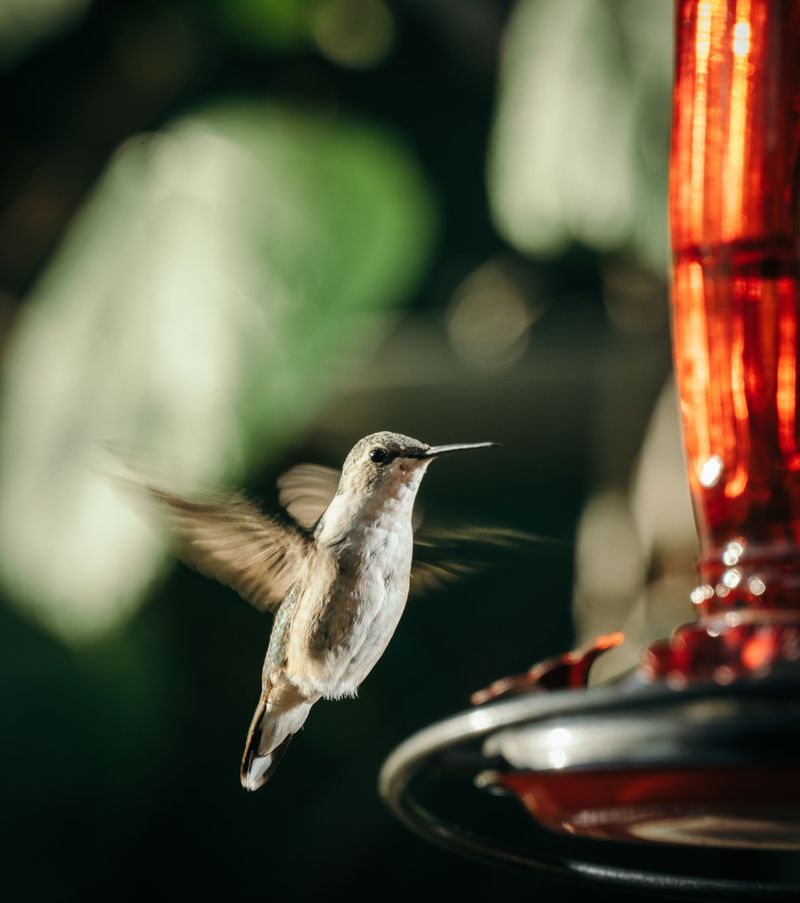 Feeder Placement In Direct Sun Speeds Spoilage