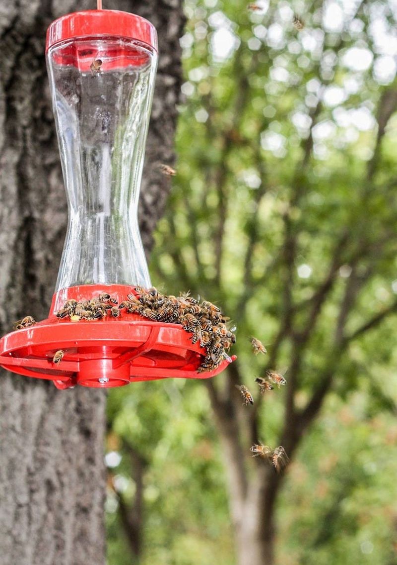Feeder Placement That Keeps Birds Safe From Wasps