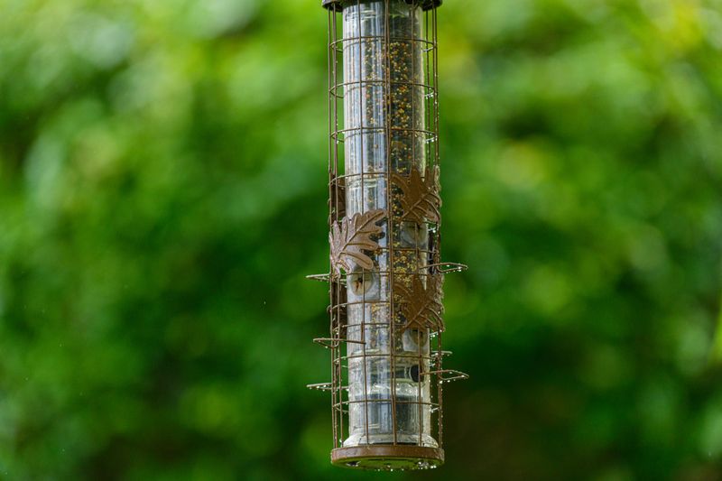 Feeder Placement Tips For Safety And Visibility