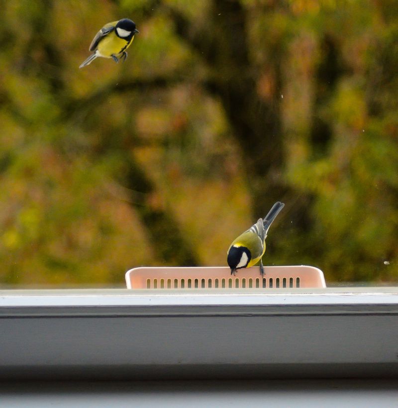 Feeder Placement Too Close To Windows Creates Danger Feeder Placement Too Close To Windows Creates Danger