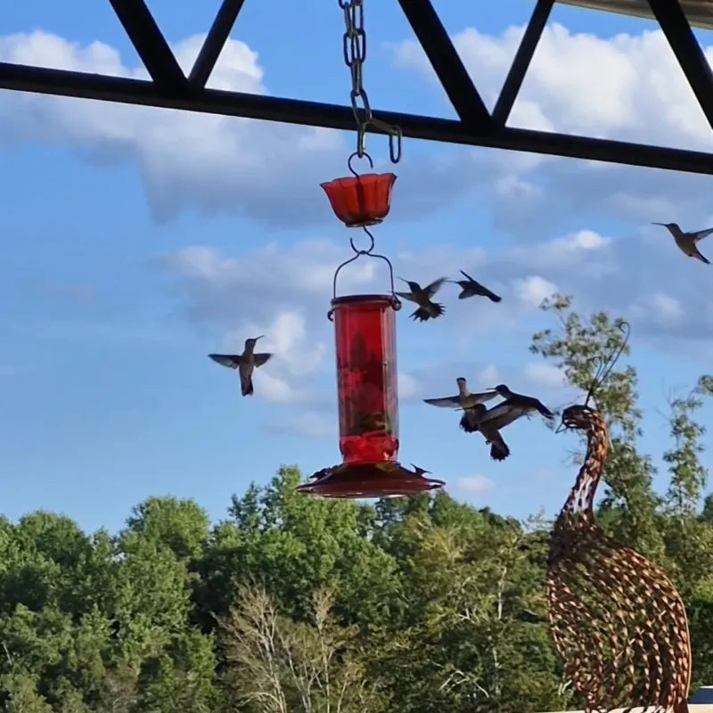 Feeder Setups That Attract The Most Activity Right Now