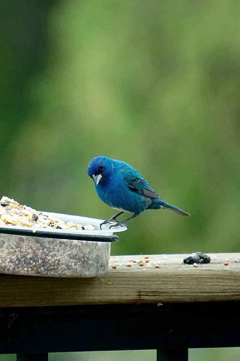 Feeder Setups and Seed Choices That Attract Them