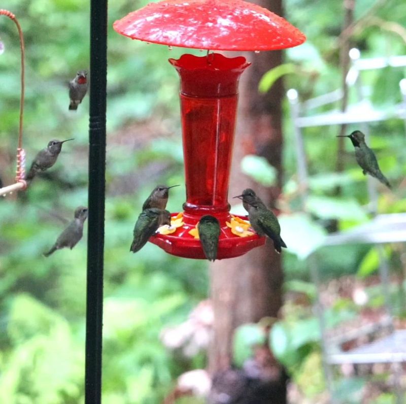 Feeders Become Busier As Natural Blooms Fade Feeders Become Busier As Natural Blooms Fade