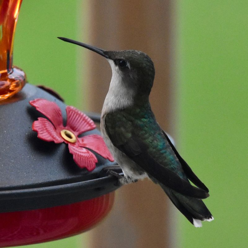 Feeders Can Stay Up While Hummingbirds Are Leaving