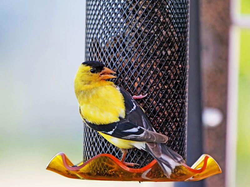 Feeders Filled With Sunflower Seeds Get More Visits Feeders Filled With Sunflower Seeds Get More Visits