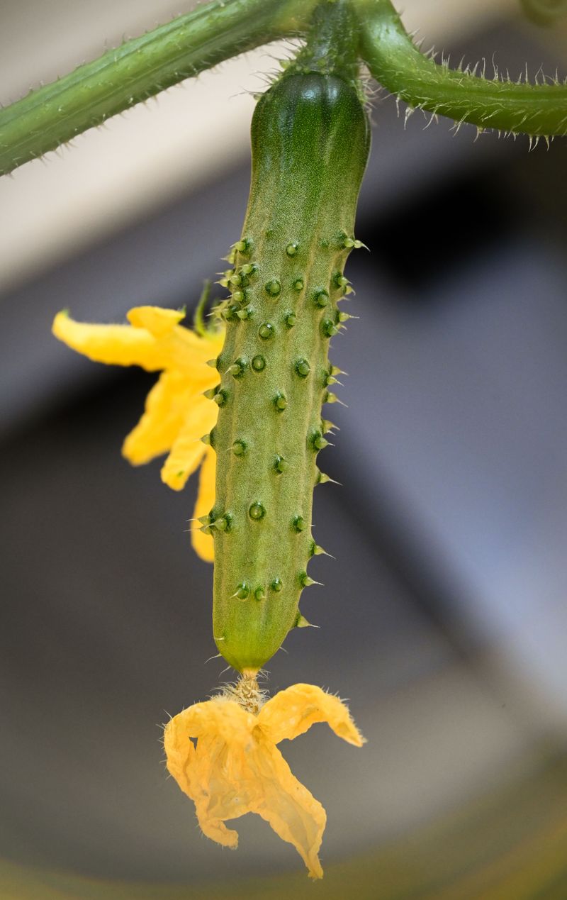 Feeding Boosts Blossom Production Feeding Boosts Blossom Production