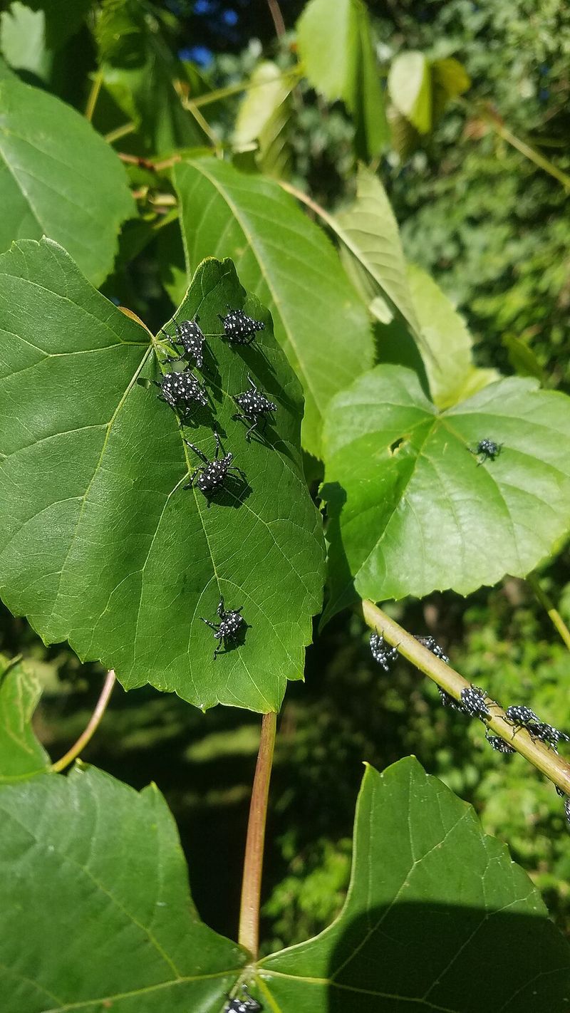 Feeding Creates Plant Stress