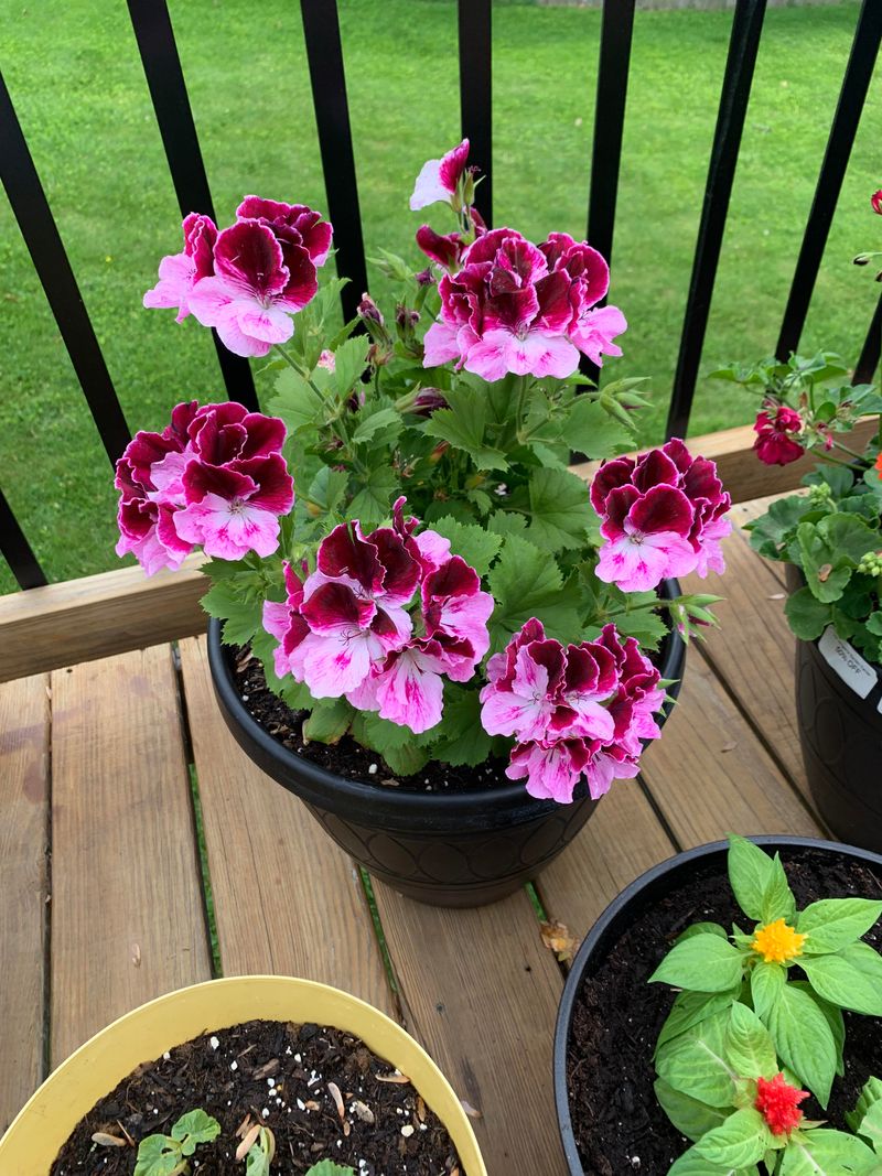 Feeding Lightly Without Pushing Too Much Leaf Growth
