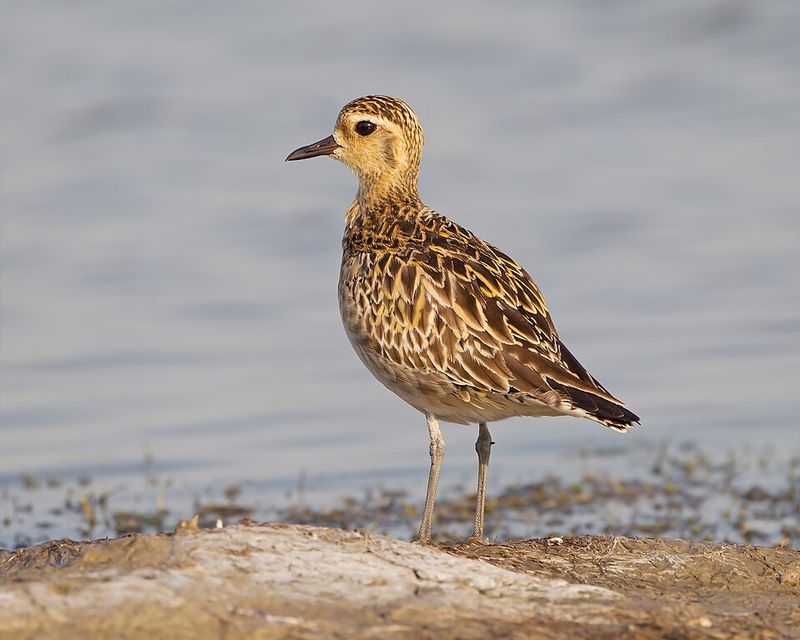Feeding Rules And Protected Status Along The Coast