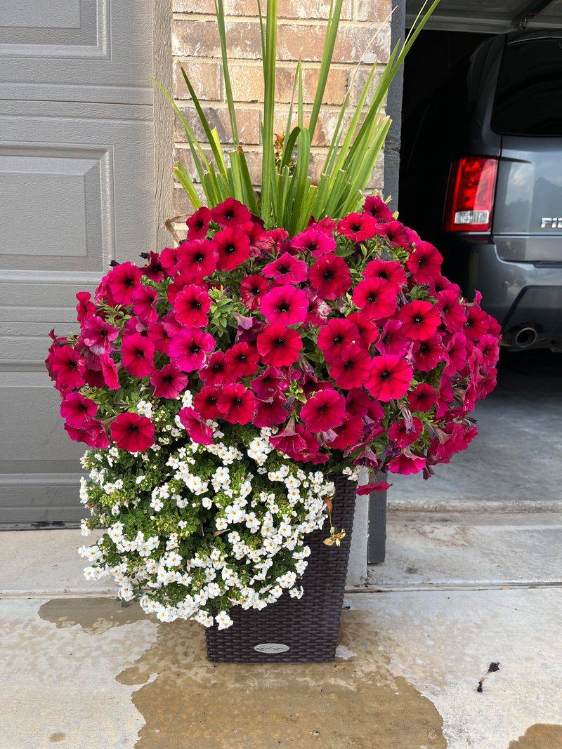 Feeding Schedules That Keep Flowers Coming