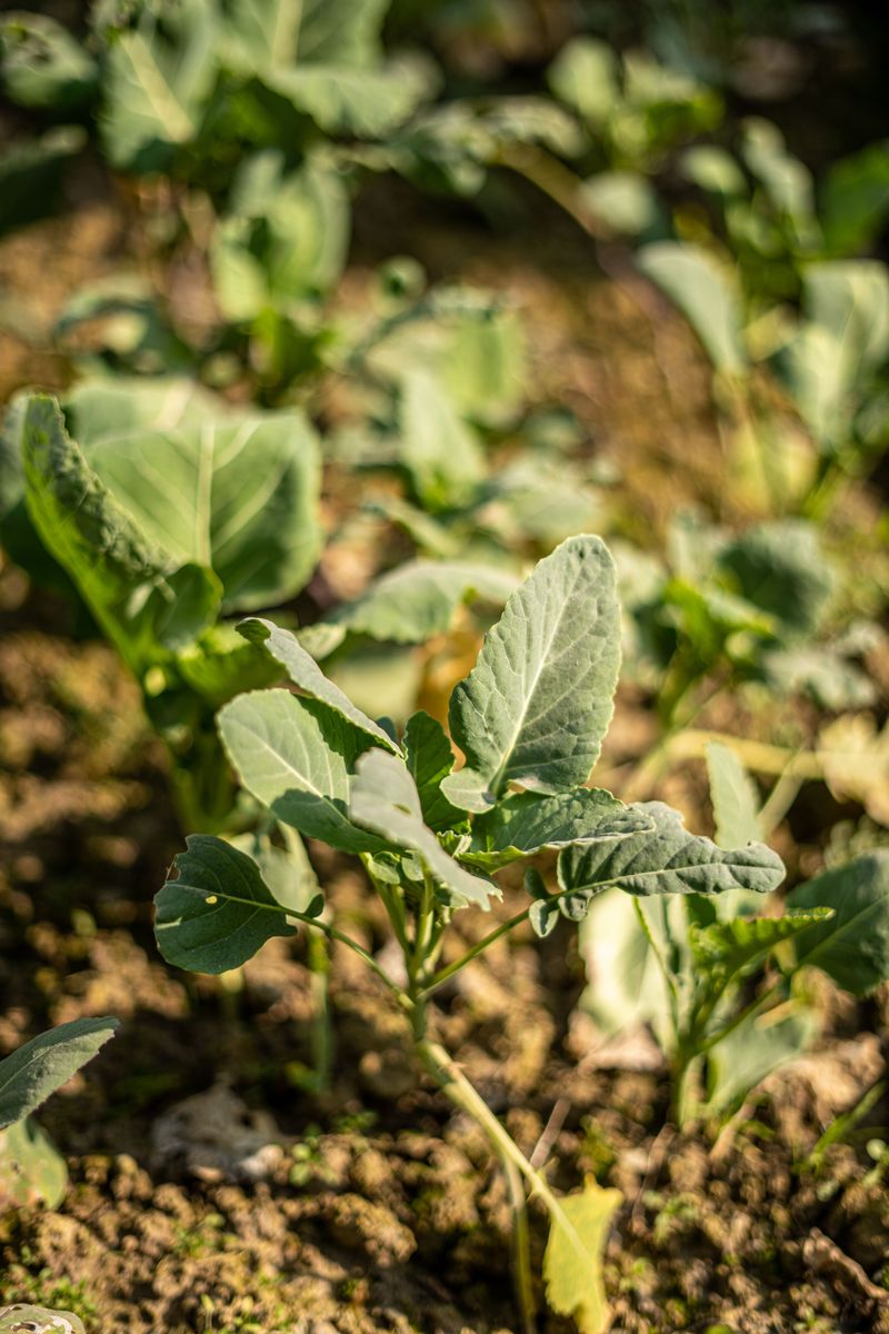 Feeding Transplants During Early Establishment