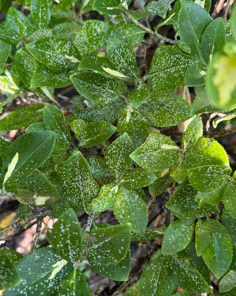 Feel For Sticky Leaves