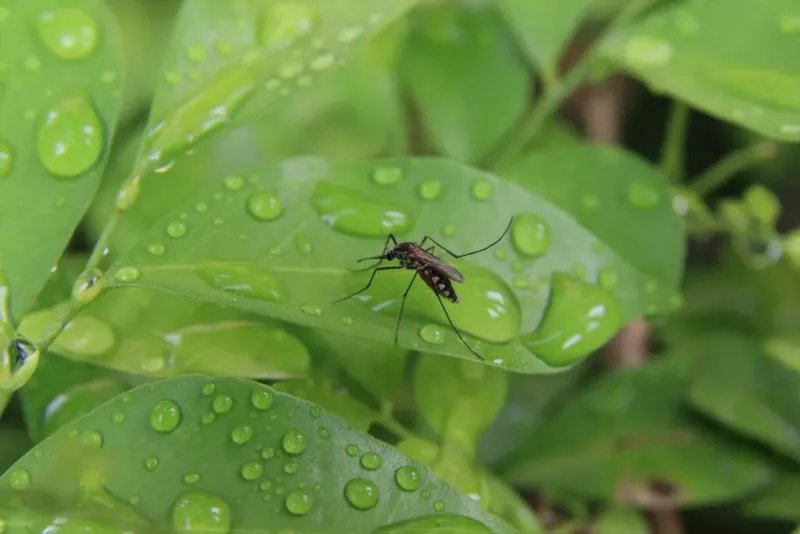 Female Mosquitoes Lay Eggs Soon After Heavy Rain Female Mosquitoes Lay Eggs Soon After Heavy Rain