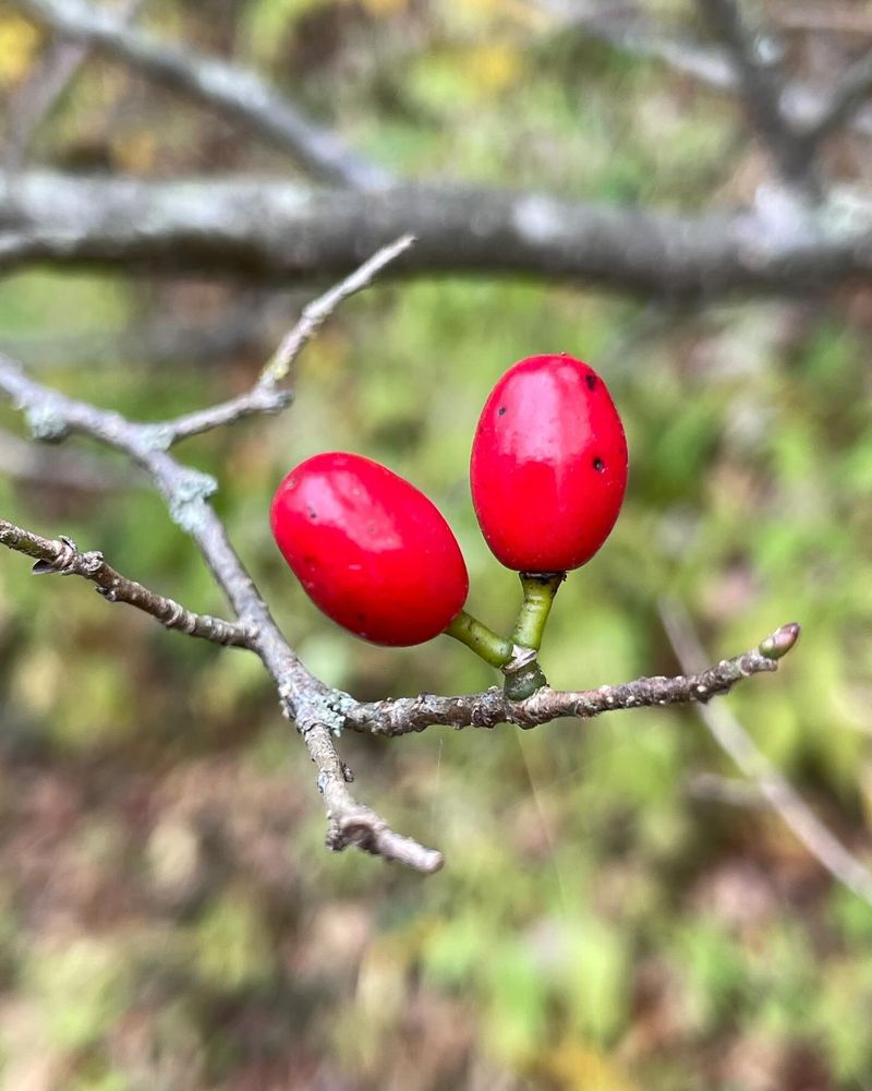 Female Plants Can Produce Bright Red Fruit