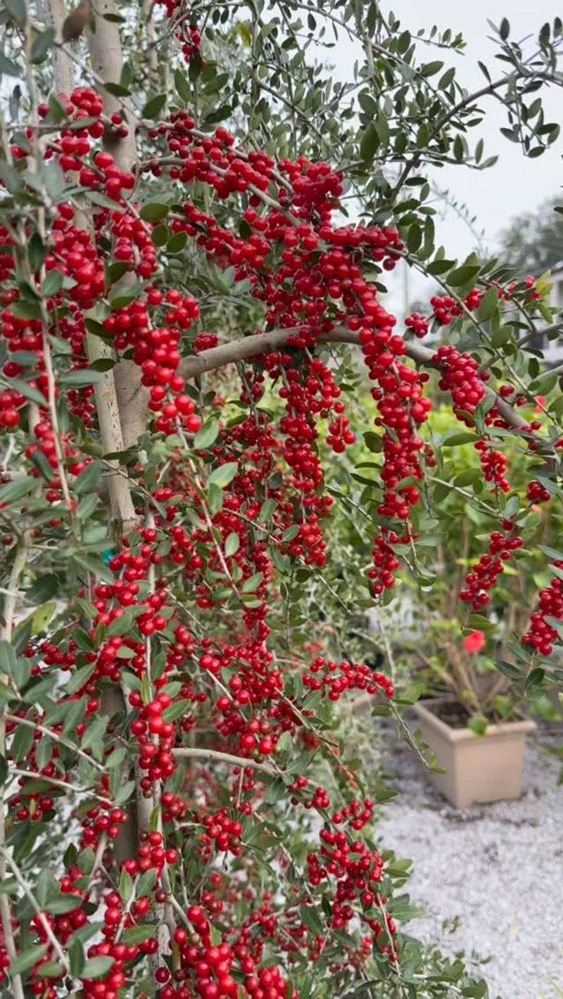 Female Shrubs Add Red Berries To The Same Backyard Refuge Female Shrubs Add Red Berries To The Same Backyard Refuge
