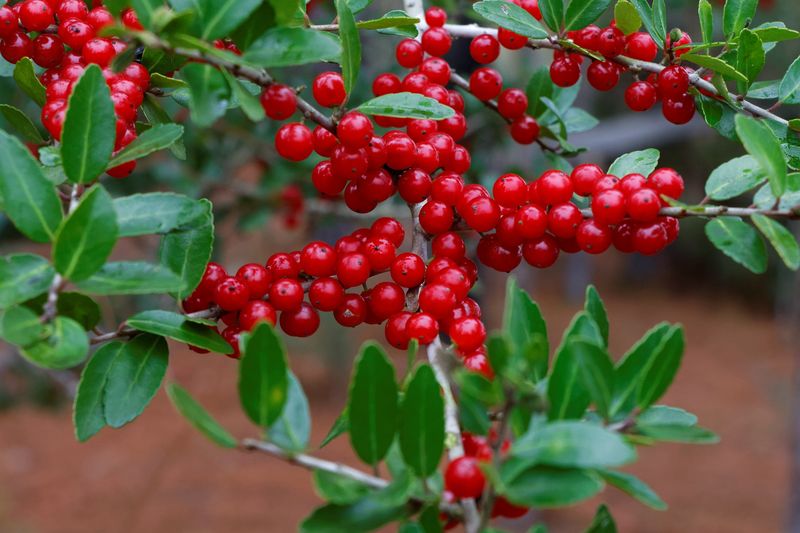 Female Trees Add Red Berries To The Winter Show