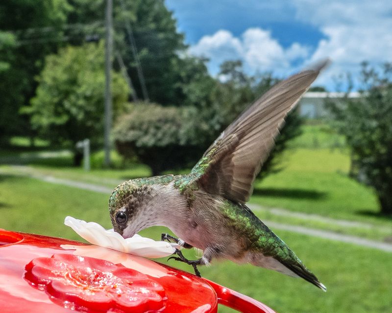 Females And Young Hummingbirds Usually Leave Later