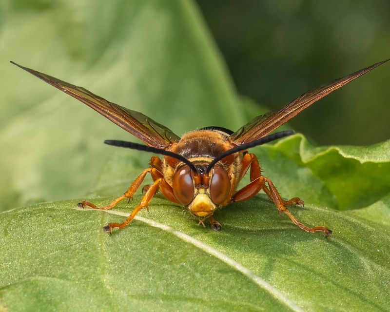 Females Hunt Cicadas To Feed Their Young