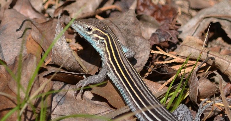 Females May Produce More Than One Summer Clutch Females May Produce More Than One Summer Clutch