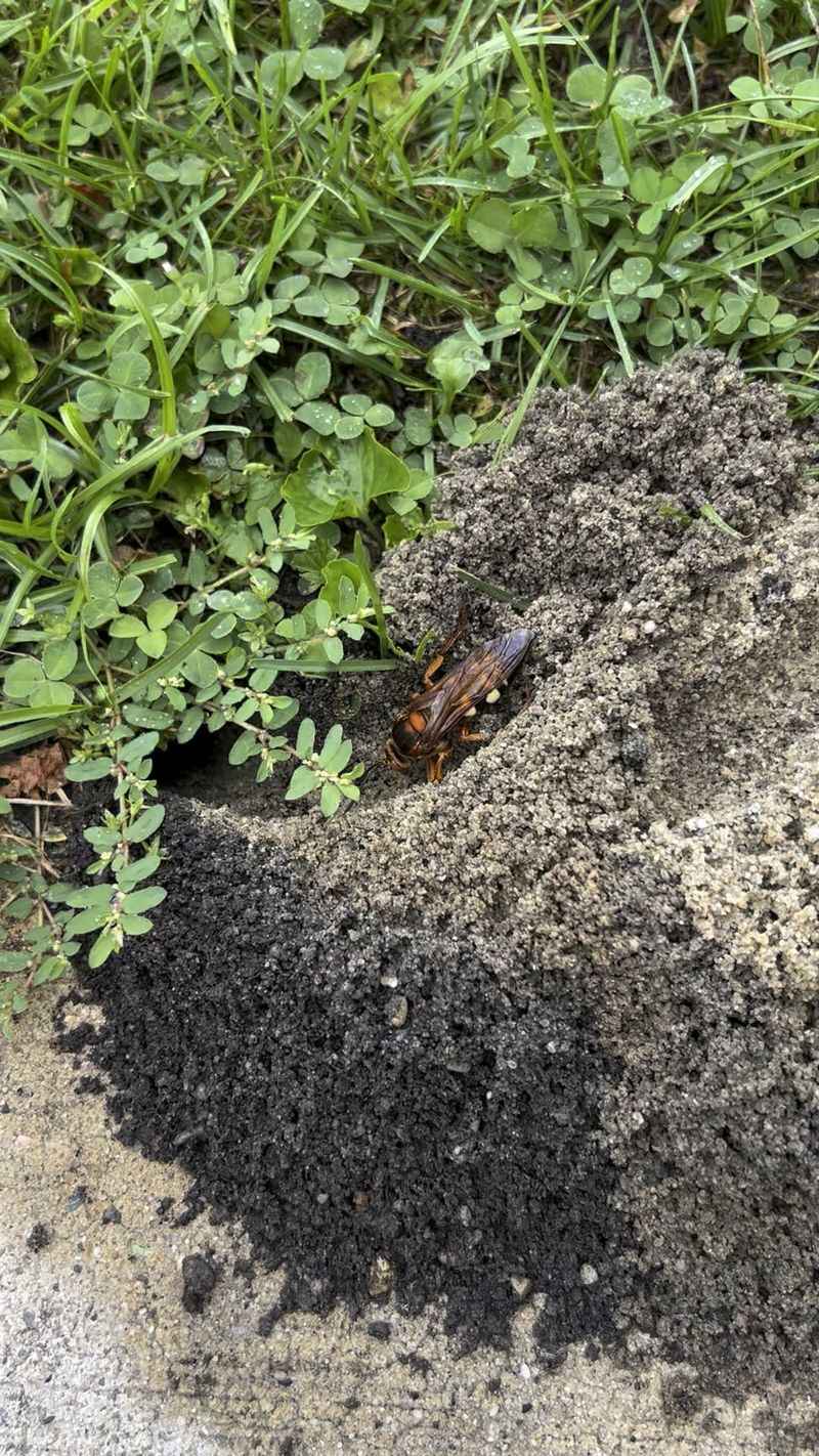 Females Search Lawns For Places To Dig Burrows