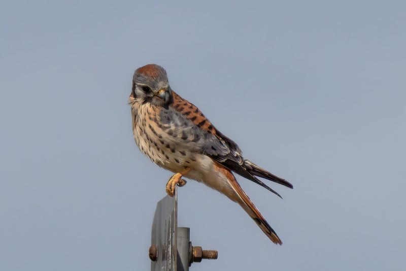 Fence Posts And Wires Become Favorite Perching Spots