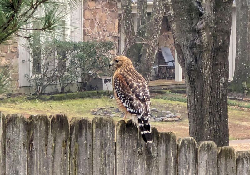 Fence Posts Give Hawks The Perfect Lookout Fence Posts Give Hawks The Perfect Lookout