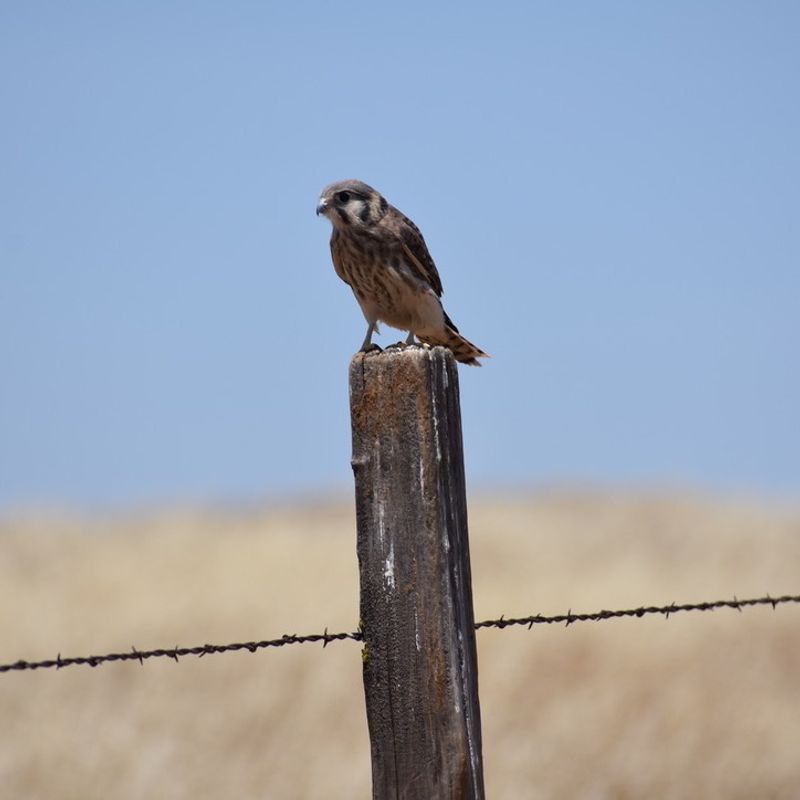 Fence Posts Give Them A Clear View Of Prey Fence Posts Give Them A Clear View Of Prey