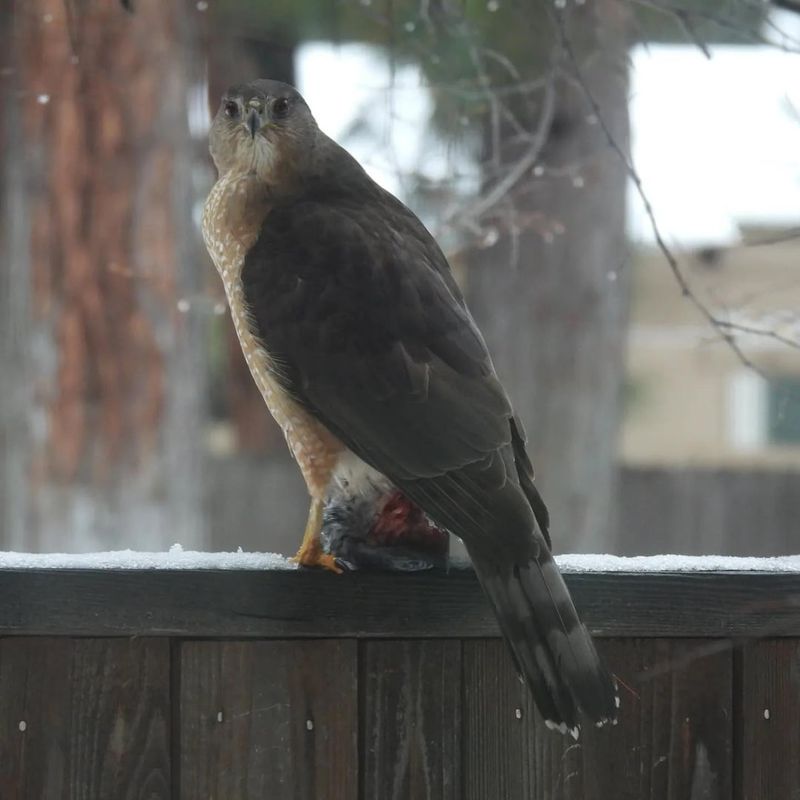 Fence Posts Make Perfect Hawk Lookouts Fence Posts Make Perfect Hawk Lookouts