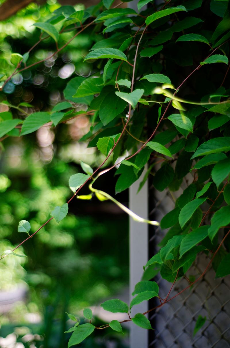Fences And Trellises Become Favorite Highways Fences And Trellises Become Favorite Highways