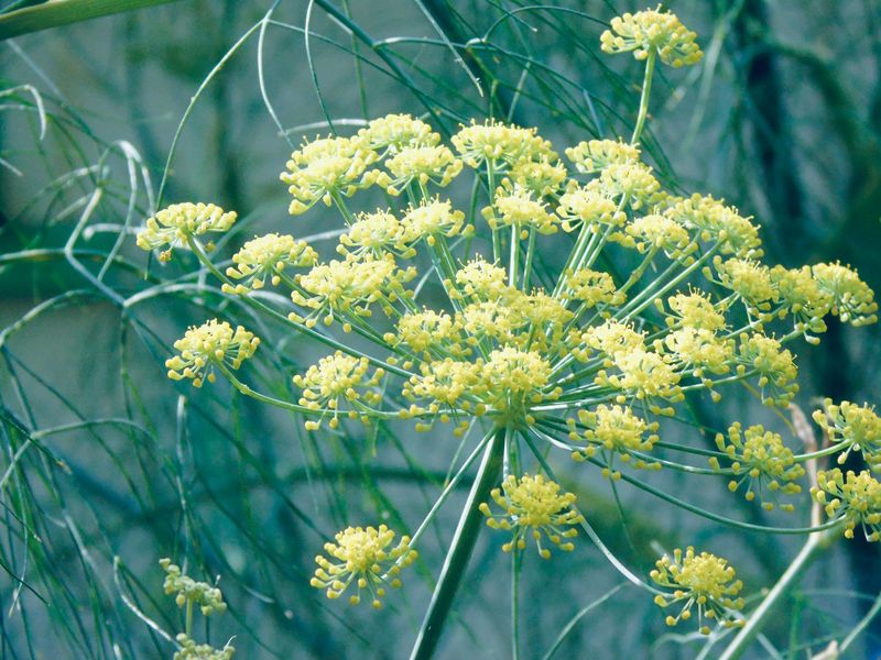 Fennel Fennel