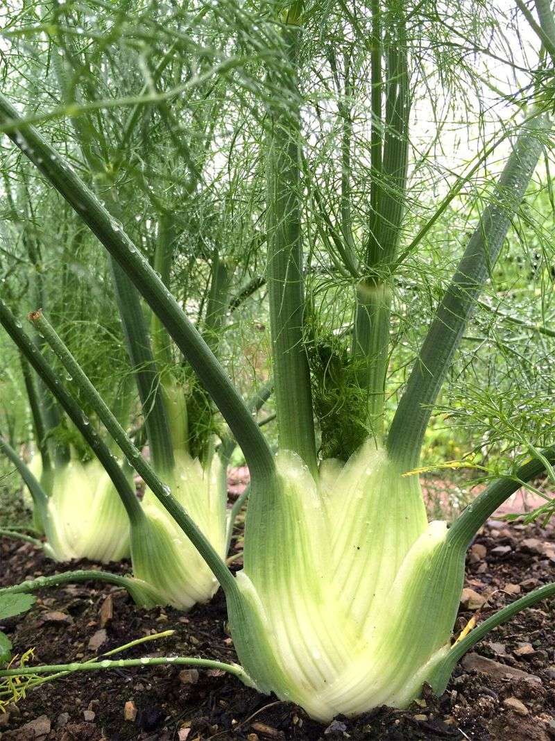 Fennel Raises A Tall Nectar Station Fennel Raises A Tall Nectar Station