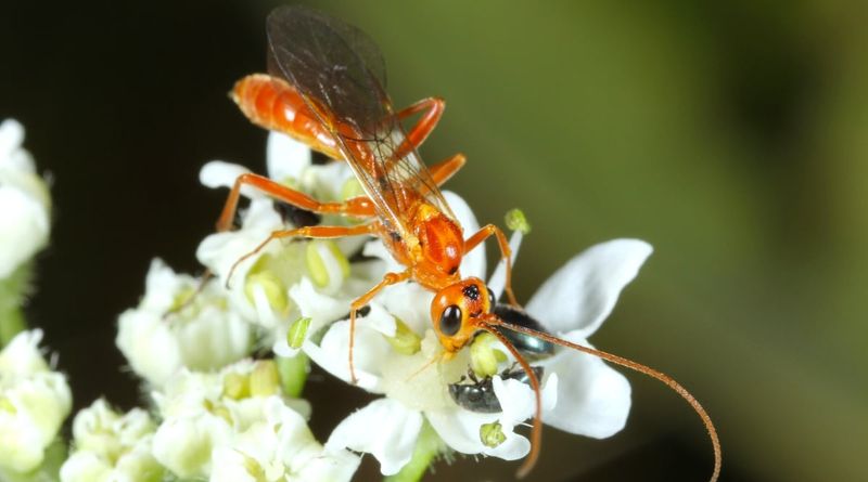 Fennel Umbels Feed Wasps Working Below The Radar Fennel Umbels Feed Wasps Working Below The Radar