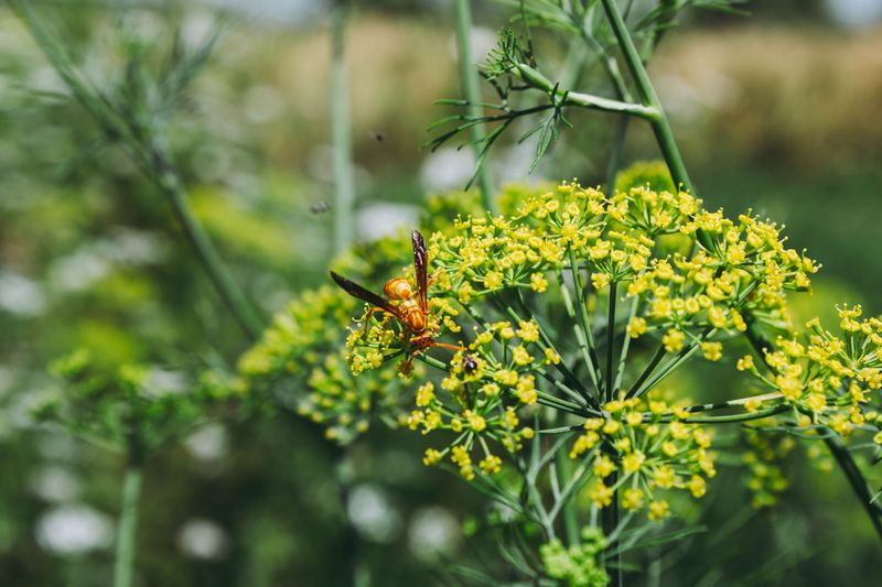 Fennel
