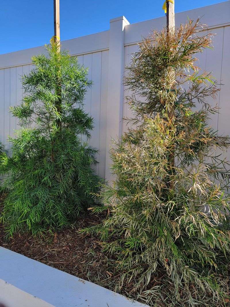 Fern Pine Can Be Trained For Smaller Urban Spaces Fern Pine Can Be Trained For Smaller Urban Spaces