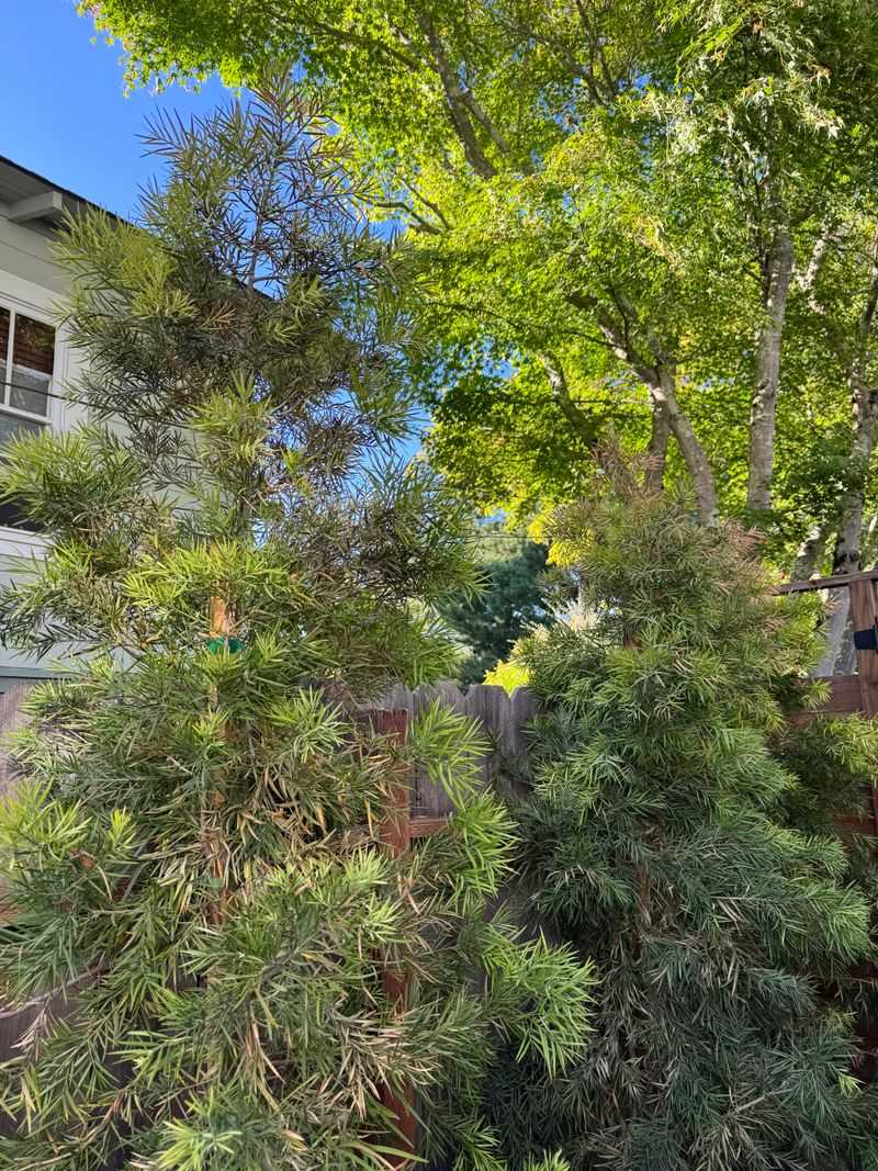 Fern Pine Fern Pine