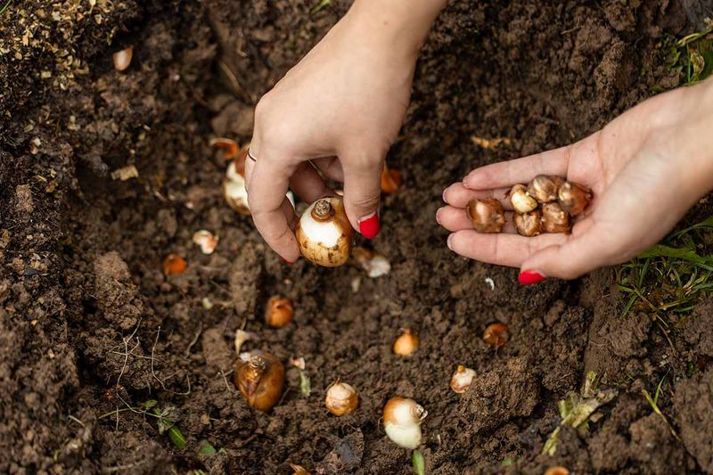 Fertilize Later Only If The Plants Need It Fertilize Later Only If The Plants Need It