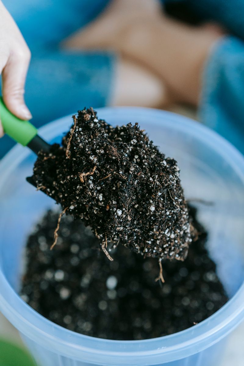 Fertilize Lightly To Sustain Blooming Fertilize Lightly To Sustain Blooming