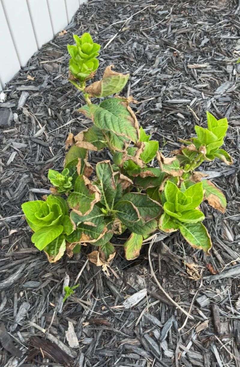Fertilizer Burn Shows Up Along Leaf Margins Fertilizer Burn Shows Up Along Leaf Margins