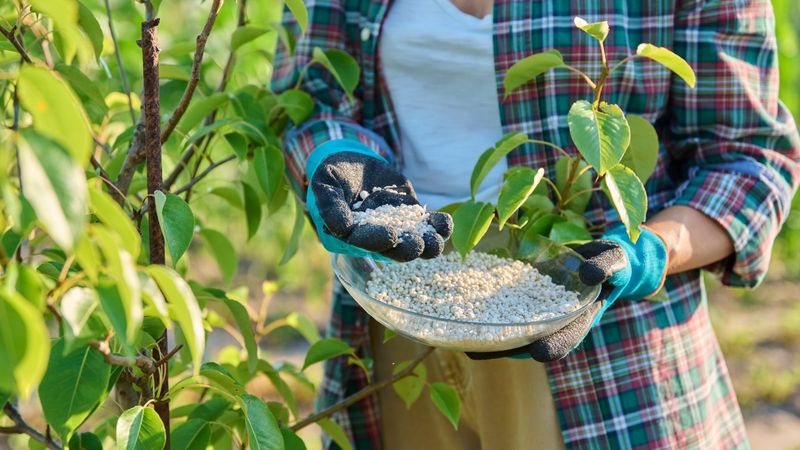 Fertilizer Can Add More Stress During Extreme Heat