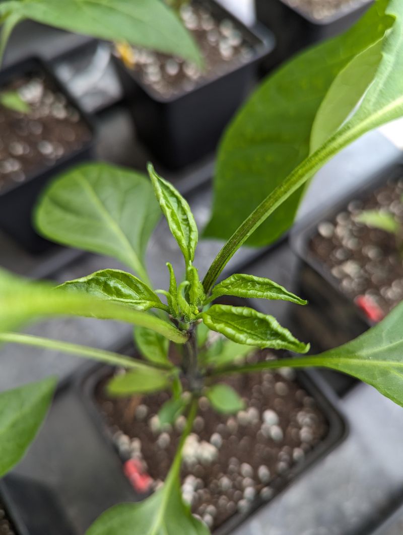 Fertilizer Pushes New Growth During The Worst Possible Time Fertilizer Pushes New Growth During The Worst Possible Time