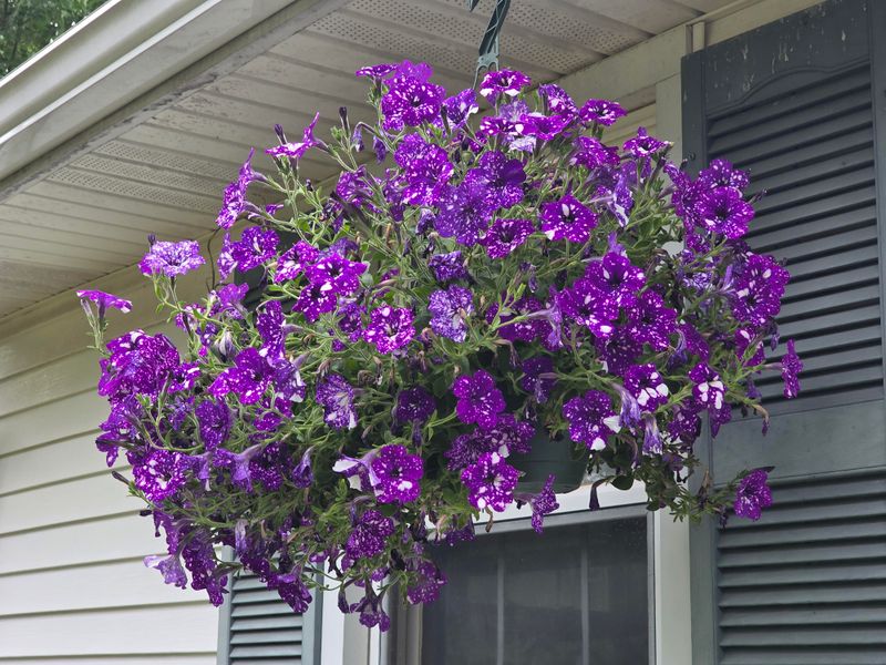 Fertilizer Ratios That Encourage More Flowers