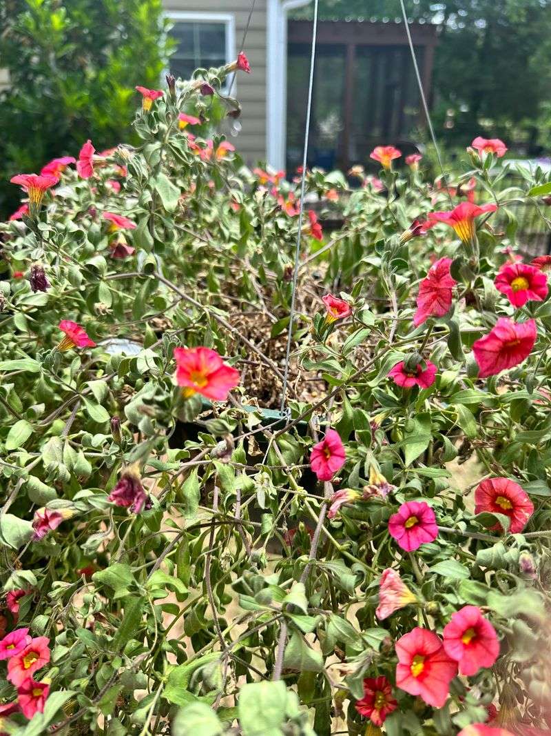 Fertilizing Dry Soil Instead Of Moist Roots Fertilizing Dry Soil Instead Of Moist Roots