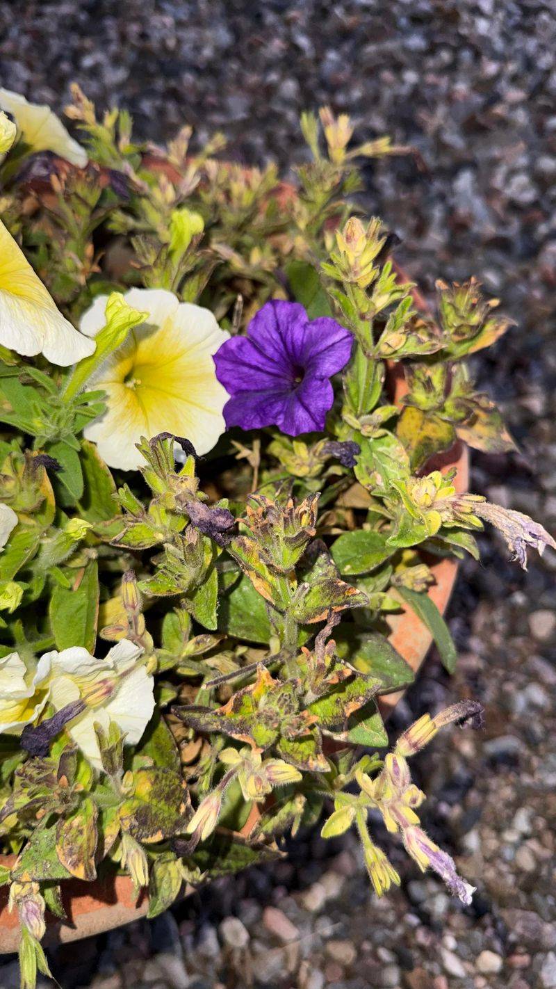 Fertilizing Stressed Plants Makes Recovery Even Harder Fertilizing Stressed Plants Makes Recovery Even Harder